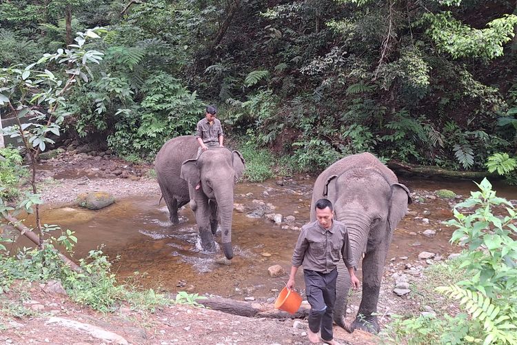 Konservasi Gajah di Aek Nauli, Menyelamatkan Korban Konflik hingga Daya Tarik Wisata 