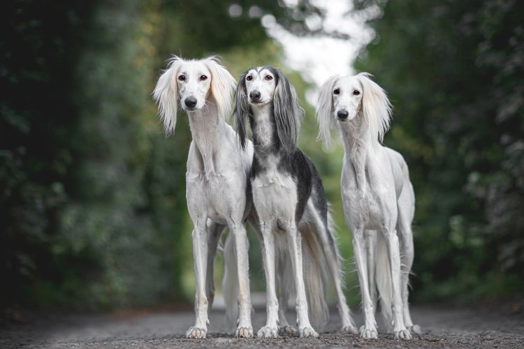 Ilustrasi anjing Saluki yang berasal dari Mesir.