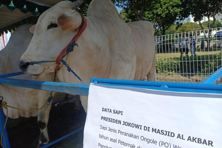 Sapi kurban Presiden Jokowi di Masjid Agung Al-Akbar Surabaya