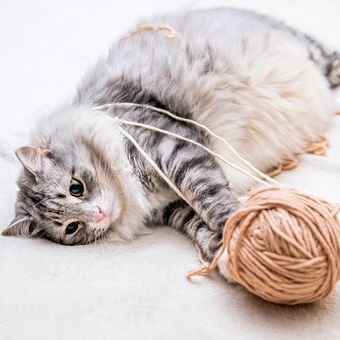 Kucing betina lebih betah di rumah, mengisi waktunya dengan tidur atau bermain-main.