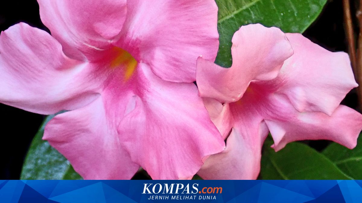 5 Tanaman Rambat yang Cepat Tumbuh