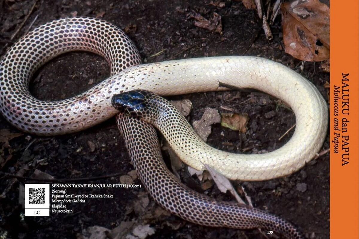 Erkaklar mushuklari rasmlari