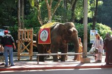Taman Safari Manfaatkan Kotoran Gajah Jadi Kertas Daur Ulang