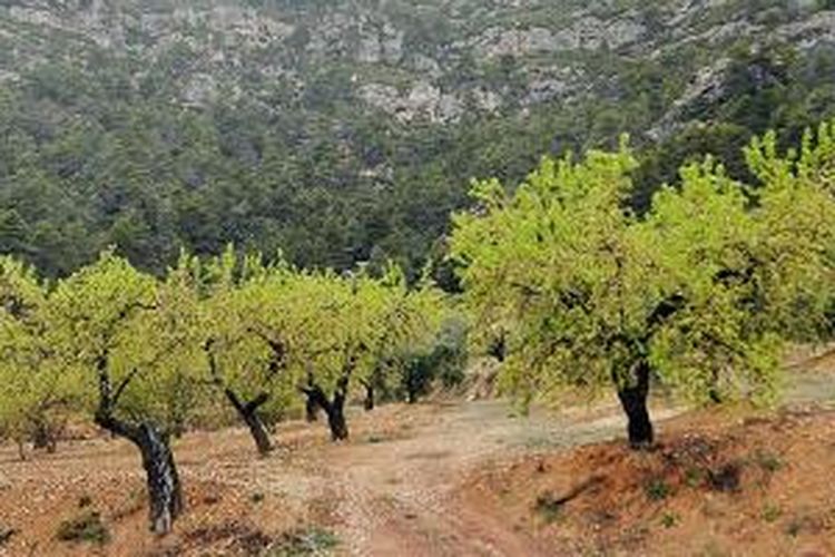 Salah satu perkebunan zaitun di Lleida, Spanyol, Minggu (30/3/2014). Mayoritas penduduk Lledia bekerja sebagai petani zaitun dan anggur.