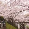 April Jadi Bulan Favorit Turis Asing ke Jepang, Apa Alasannya?