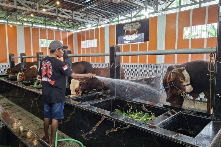 Slamet memandikan sapi-sapi jumbo di Mandiri Farm.