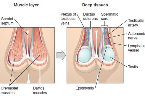 Fungsi Epididimis pada Pria
