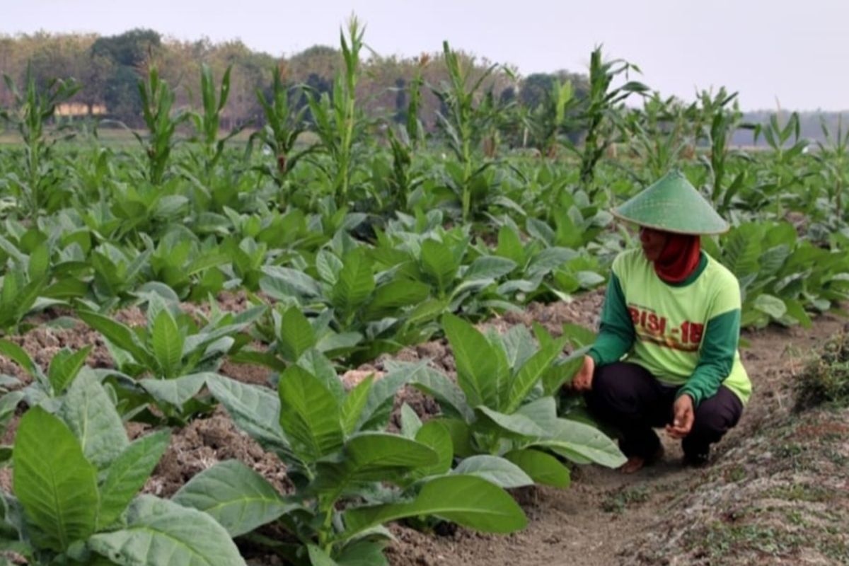Seorang petani sedang merawat tanaman tembakau di sawah