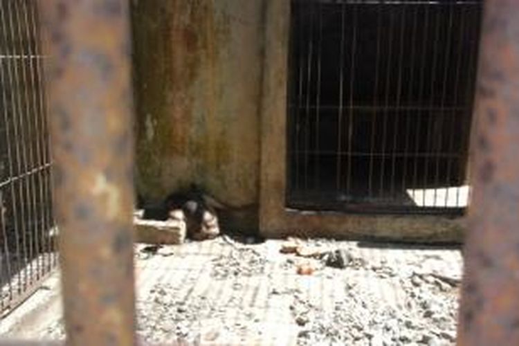 Seekor primata di Kebun Binatang Taman Remaja, Kota Bengkulu, tampak berusaha mencari tempat teduh karena panasnya matahari