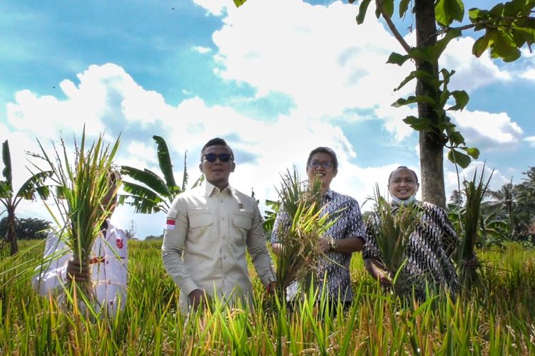 Sejumlah pimpinan DPRD Kota Bogor turun ke sawah untuk panen raya di Saung Sadulur milik Wakil Ketua I DPRD Kota Bogor Jenal Mutaqin (JM) di Sindangsari, Bogor Timur, Rabu (17/11/2021).