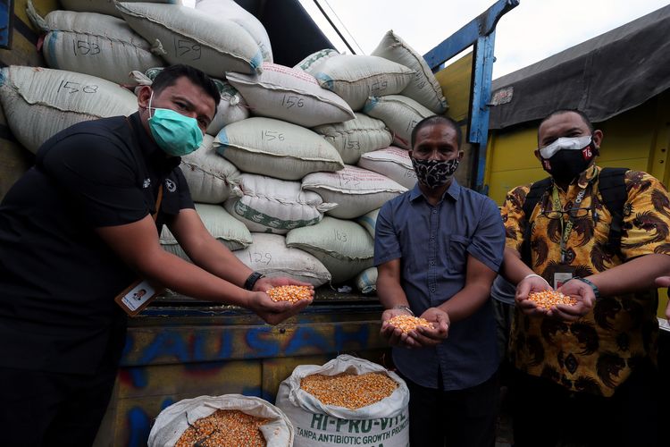 Peternak ayam petelur Suroto (tengah) bersama perwakilan dari Sekretariat Presiden menunjukkan kondisi jagung bantuan dari Presiden Joko Widodo saat penyerahan di Blitar, Jawa Timur, Senin (20/9/2021). Setelah mengundang Suroto ke Istana Negara beberapa waktu lalu, Presiden Joko Widodo langsung memberikan bantuan jagung sebanyak 20 ton yang diserahkan langsung oleh perwakilan Sekretariat Presiden guna membantu peternak ayam petelur di wilayah tersebut.