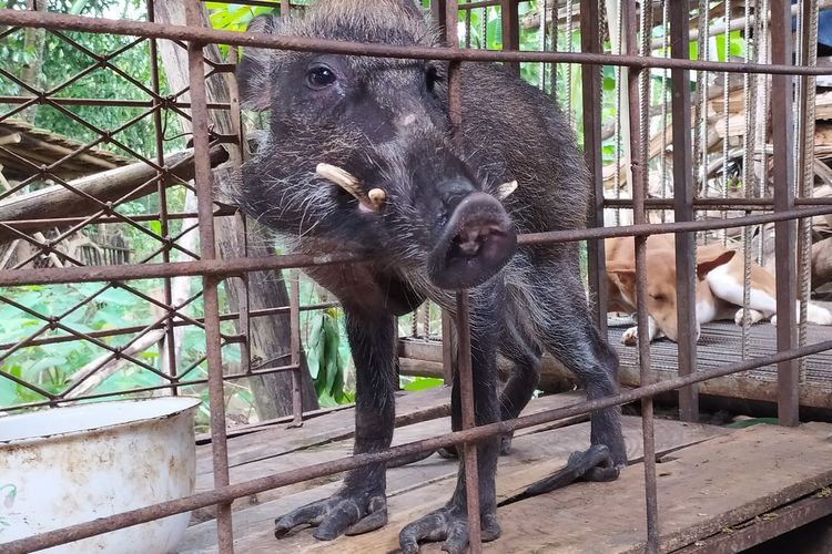 Babi hutan yang memiliki bentuk kaki aneh akibat kelainan genetik di Desa Pekuncen, Kecamatan Jatilawang, Kabupaten Banyumas, Jawa Tengah.