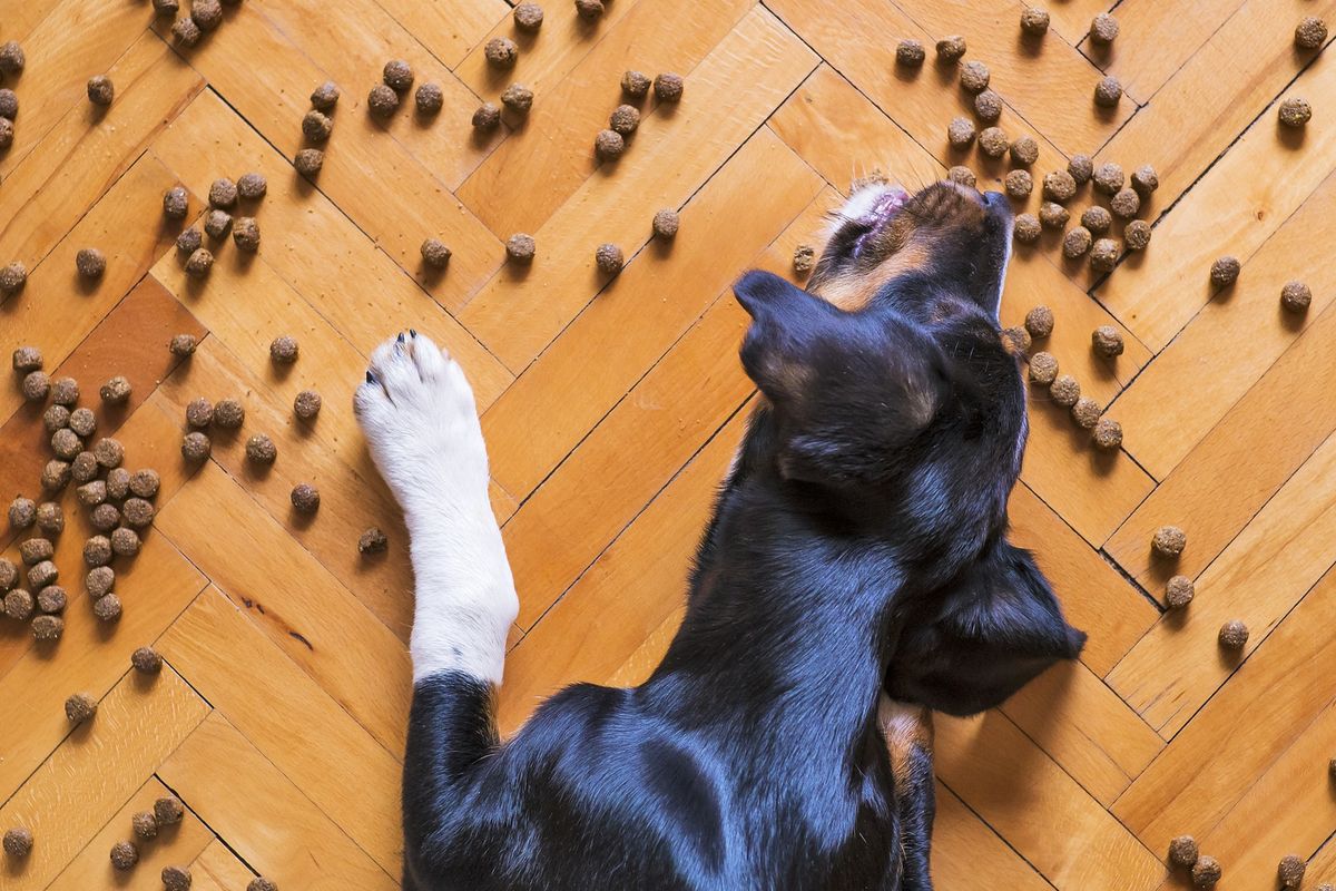 Ilustrasi anjing sedang makan. 