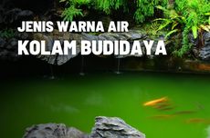 Jenis-jenis Warna Air Pada Kolam Budidaya Ikan