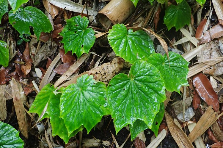 Spesies baru tanaman Begonia endemik Pulau Sulawesi. Begonia enoplocampa ditemukan peneliti PPKTKR LIPI, Wisnu Handoyo Ardi selama pandemi Covid-19. Begonia adalah salah satu jenis tanaman hias yang cukup populer dan menjadi primadona pecinta tanaman hias.