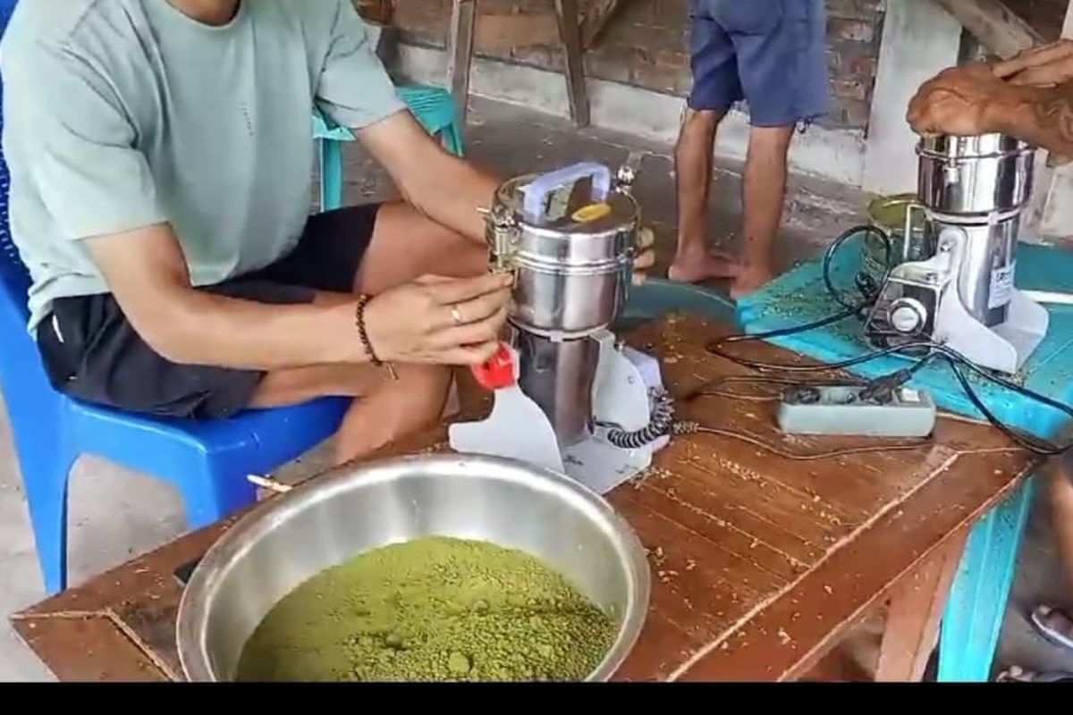 Biskuit dan Bubuk Kelor, Inovasi dari Manggarai Timur NTT untuk Indonesia demi Atasi Stunting