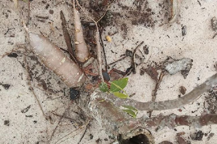 Singkong yang ditanam di lahan food estate berukuran kecil mirip wortel.