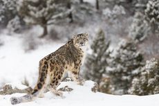 Fakta-fakta Macan Tutul Salju, Hewan Liar di Pegunungan Asia 