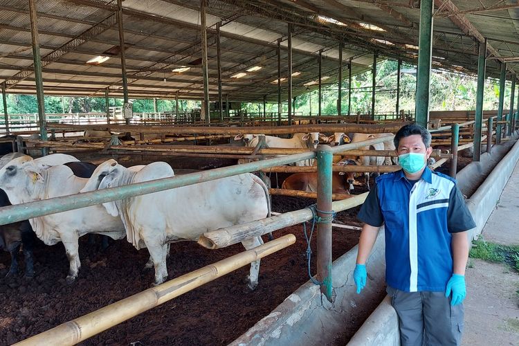 Peternakan sapi di Bandung Barat.
