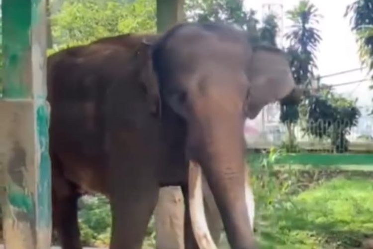 Dulu Jadi Magnet Pengunjung, Kini Zidan Menunggu Dipindahkan dari Kebun Binatang Bukittinggi