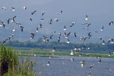 Hentikan Perburuan Burung di Danau Limboto