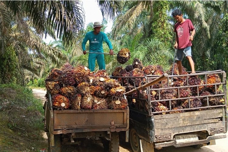 Eskalasi serangan AS-Israel ke Iran berpotensi menaikkan harga CPO dan pupuk global. Petani Indonesia bisa terdampak cukup parah.