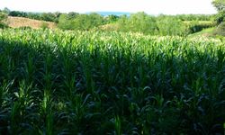 Jagung Sumbawa Diekspor ke Filipina