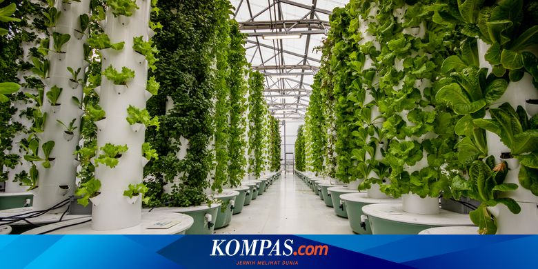 Aeroponik - Ringkasan Poin-Poin Penting