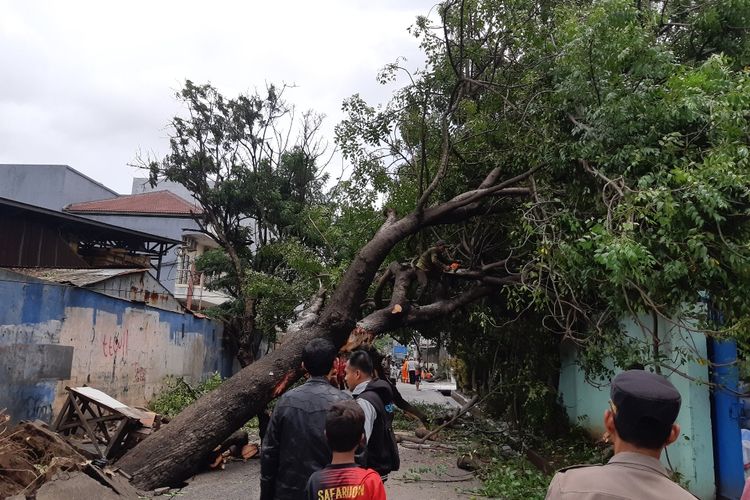 2 pohon besar tumbang di Jalan Raya Prepedan, Tegal Alir, Kalideres, Jakarta Barat pada Kamis (20/2/2020) siang