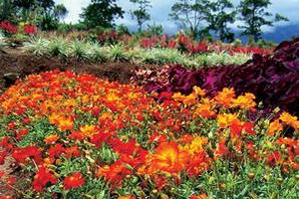 Meski tidak terlalu banyak jenisnya, Dahlia memiliki warna bunga yang cukup beragam. Tanaman ini dapat membuat taman lebih berwarna.