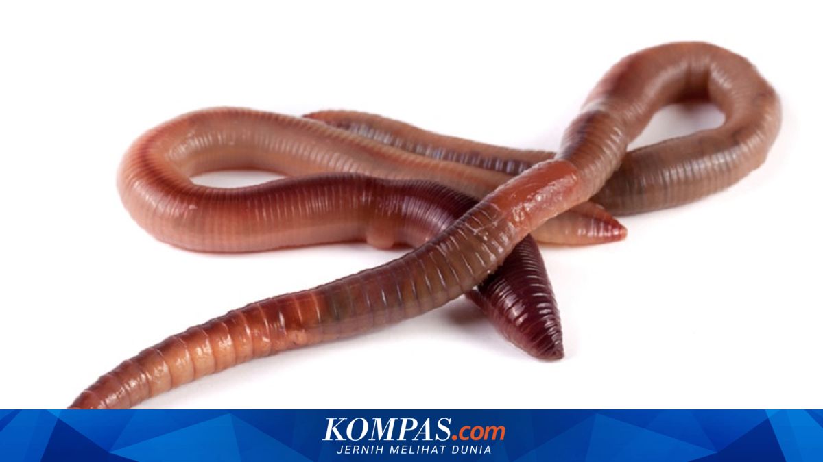 Cara Ampuh Membasmi Cacing di Kamar Mandi, Bisa Pakai Bahan Alami