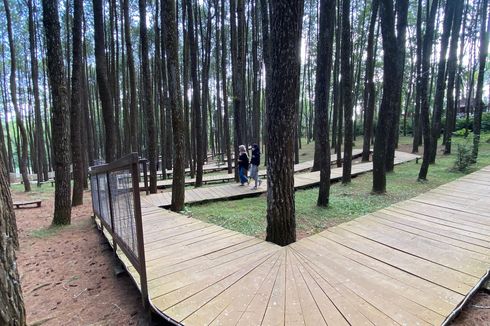 Pasca-laka Bukit Bego, Kunjungan di Hutan Pinus Menurun Hampir 40 Persen