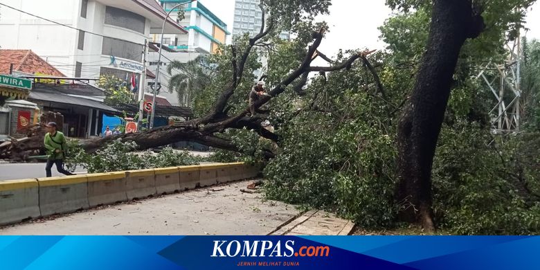Akar Keropos, Pohon Tumbang di Kwitang - Vimarsana News
