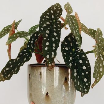 Ilustrasi tanaman Polkadot atau Begonia maculata. 