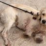 Disangka Menyerang Ayam Tetangga, 2 Kaki Anjing Ini Diamputasi