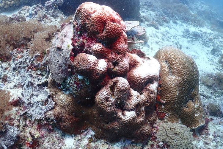 Kementerian Kelautan dan Perikanan (KKP) melalui Balai Kawasan Konservasi Perairan Nasional (BKKPN) Kupang melakukan kajian terhadap fenomena pemutihan karang (coral bleaching) di beberapa kawasan sejak Januari hingga Februari 2024.