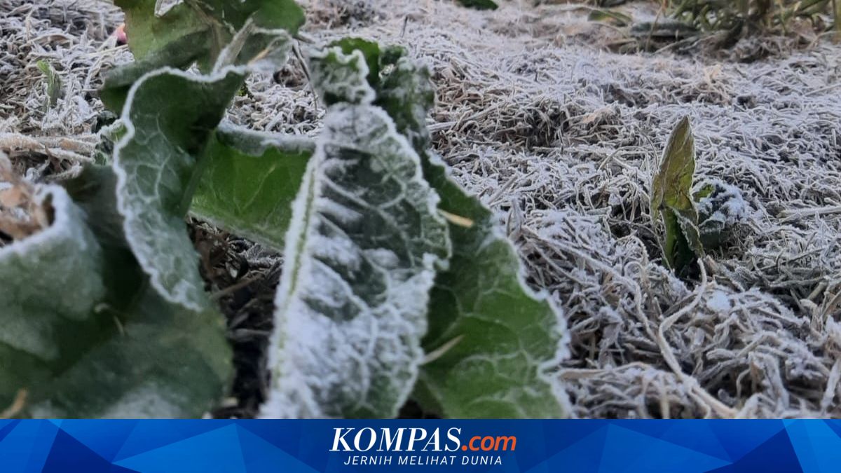 Mengapa Dieng Diselimuti Es Saat Musim Kemarau? Ini Penjelasan BMKG