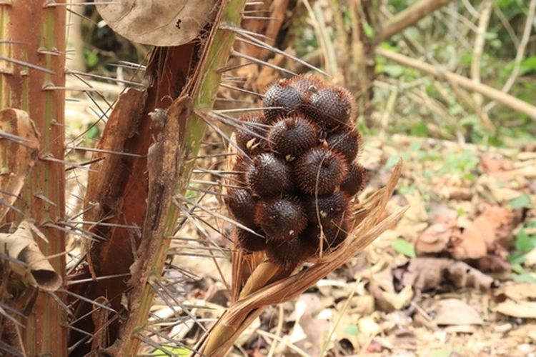 Ilustrasi pohon salak
