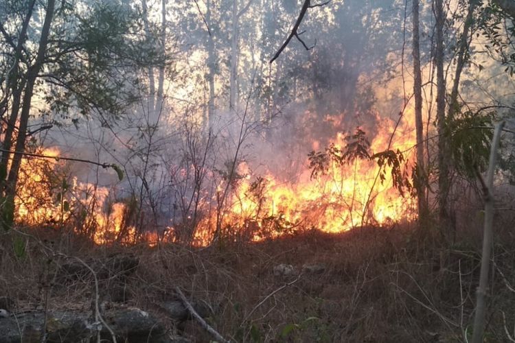 Hutan Wanagama, Playen, Gunungkidul, terbakar. Senin (9/10/2023) petang