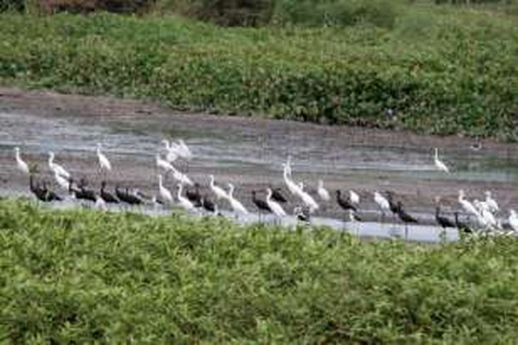 sekumpulan kuntul, ibis rokoroko, da gagang bayam di pinggiran danau Limboto