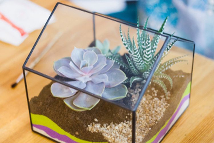Ilustrasi terarium