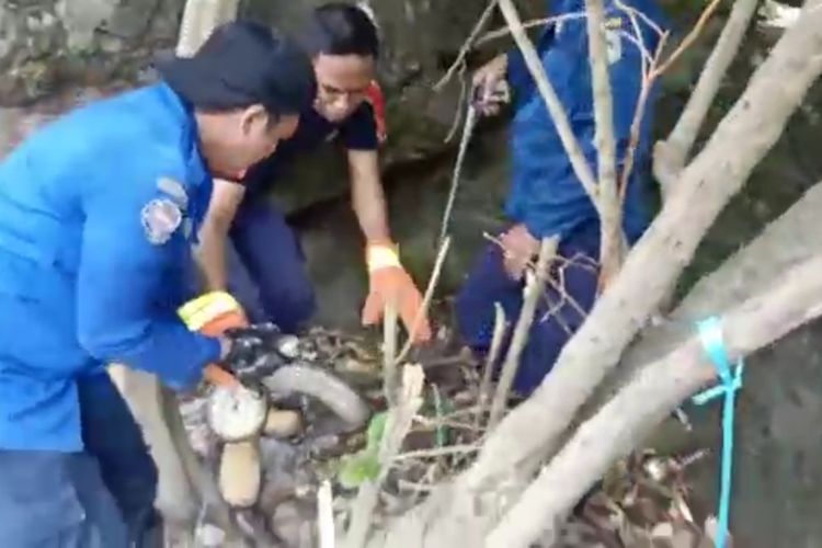 Kerap Mangsa Hewan Ternak Warga, Damkar Tangkap Piton Sembunyi di Bebatuan Kota Parepare