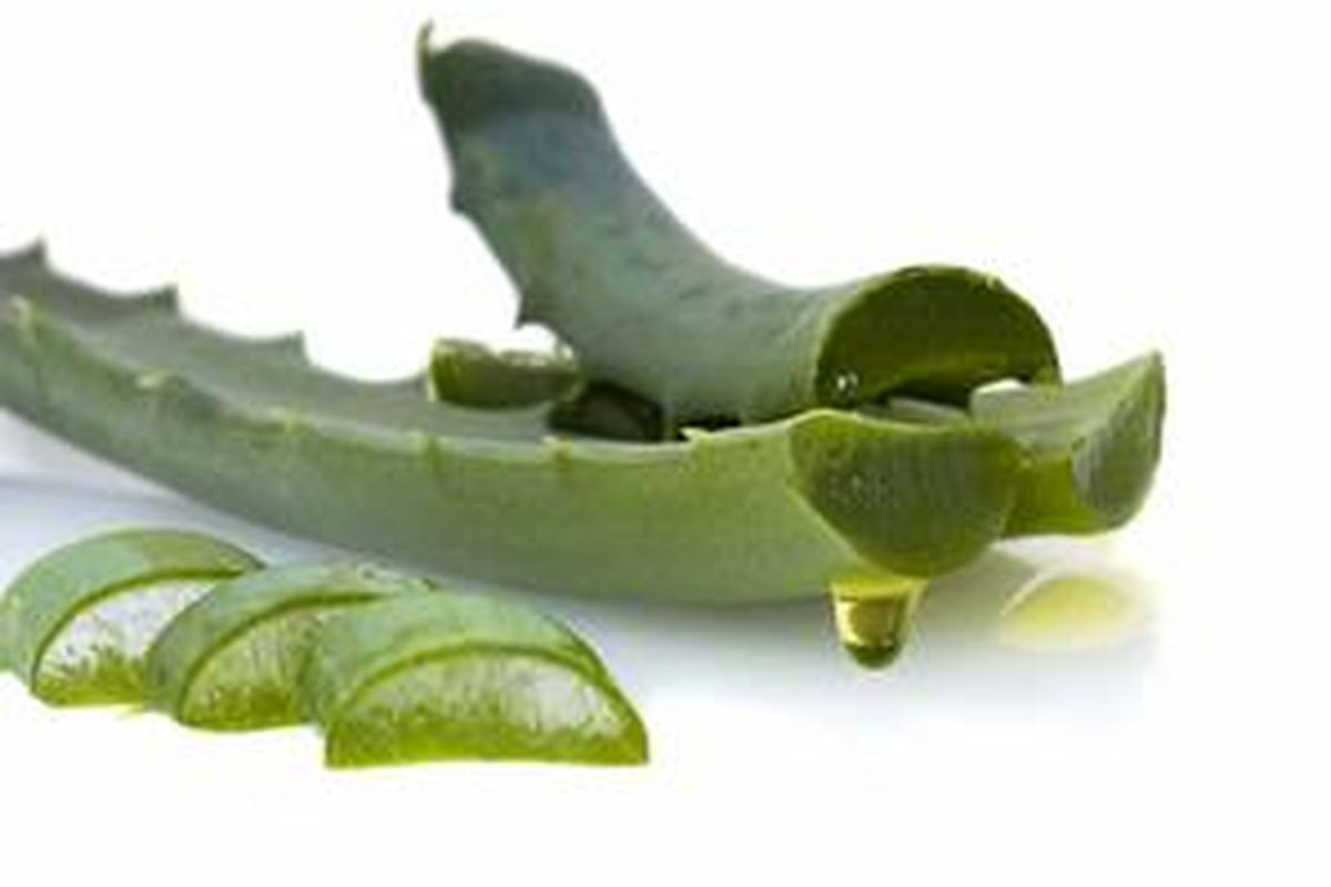 Lidah buaya, bisa membantu mengatasi luka bakar minor. 