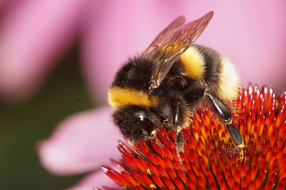 Lebah Bumblebee atau dikenal dengan kumbang 