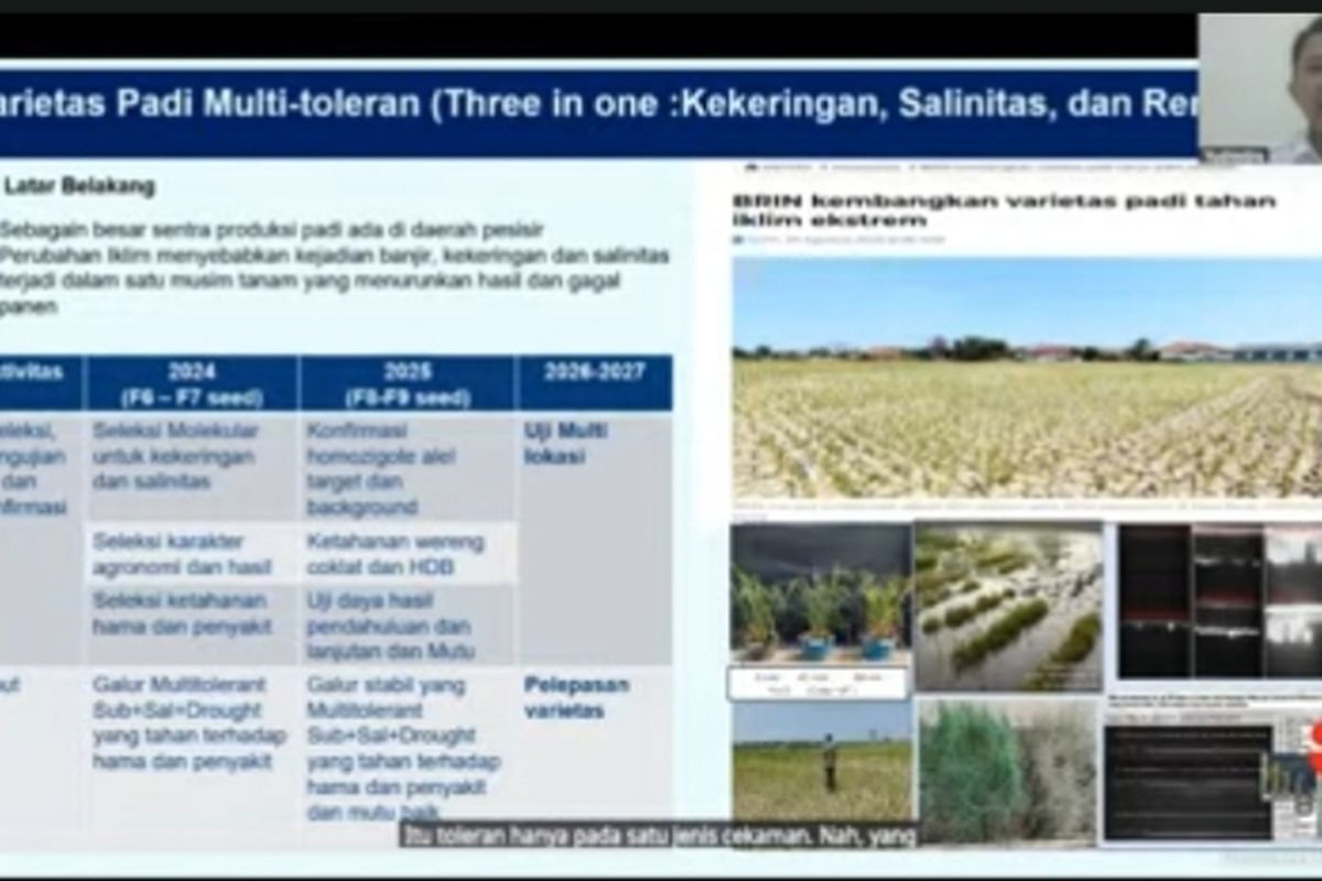Kepala Pusat Riset Tanaman Pangan BRIN, Yudhistira Nugraha saat menjelaskan pengembangan varietas padi tahan kekeringan, salinitas, dan banjir  dalam webinar Diseminasi Inovasi Pangan Tahan Iklim sebagai Strategi Ketahanan Pangan di Wilayah Rentan Bencana, Senin (30/3/2026).