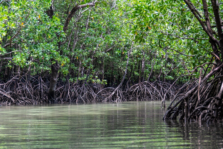 ilustrasi hutan bakau