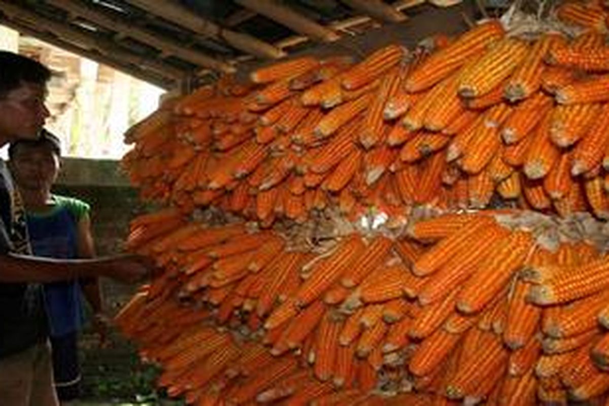 Seorang petani di Desa Karangpatihan, Kecamatan Balong, Kabupaten Ponorogo, Jawa Timur, Senin (18/3/2013) menjemur jagung hasil panen di teras rumahnya. Hujan yang terus mengguyur menyulitkan petani menjemur jagung. Harga jagung pipilan kering Rp 2.700 per kg, turun dari sebelumnya Rp 3.200 per kg.

