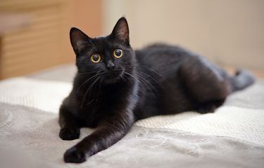 Rekomendasi Nama Kucing yang Unik, Lucu, dan Tidak Biasa
