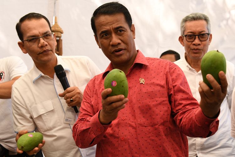 Menteri Pertanian Andi Amran Sulaiman menunjukkan mangga arum manis yang diekspor ke Rusia dari Denpasar, Bali, Rabu (7/8/2019).