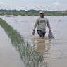 400 Hektar Lahan Bawang Merah di Brebes Terendam Banjir, Petani Terancam Rugi Rp 20 Miliar
